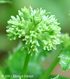 Sanicula marilandica L.