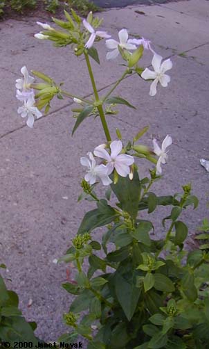 Saponaria officinalis L.