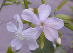 Saponaria officinalis L.