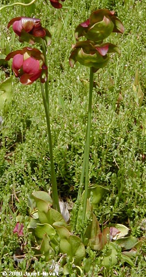 Sarracenia purpurea L.