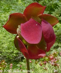 Sarracenia purpurea L.