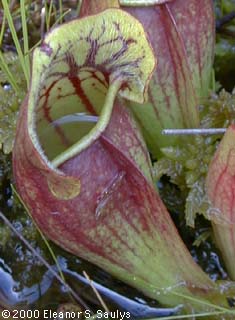 Sarracenia purpurea L.