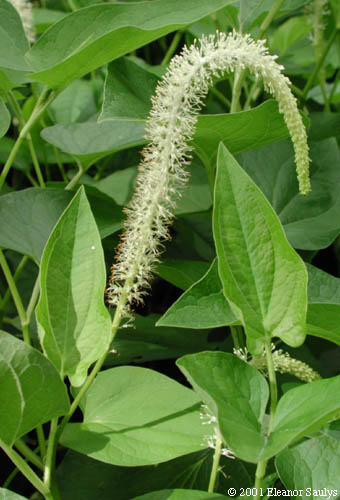 Saururus cernuus L.