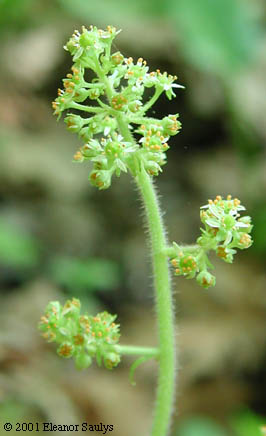Saxifraga pensylvanica L.