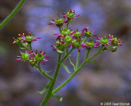 Saxifraga pensylvanica L.