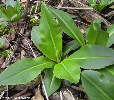 Saxifraga pensylvanica L.