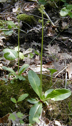 Saxifraga pensylvanica L.