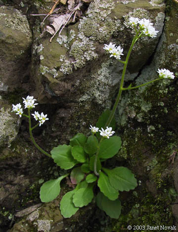 Saxifraga virginiensis Michx.