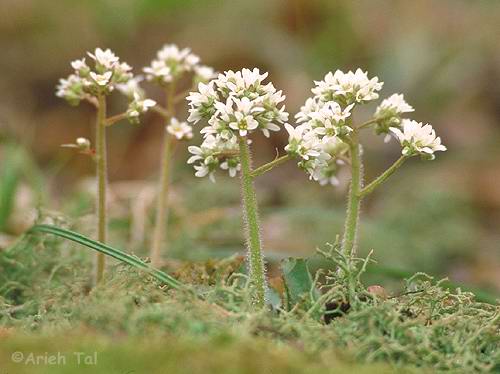 Saxifraga virginiensis Michx.