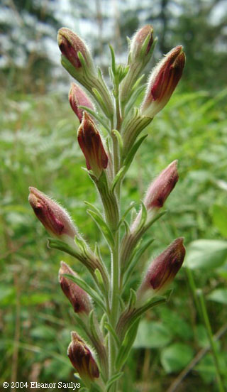 Schwalbea americana L.