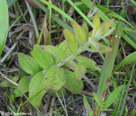 Schwalbea americana L.