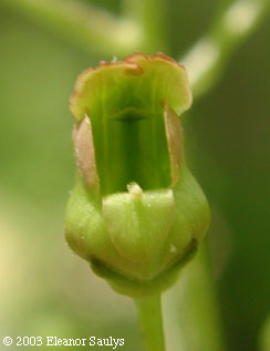 Scrophularia lanceolata Pursh