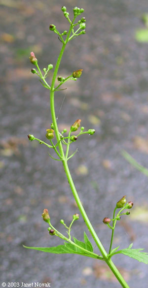 Scrophularia lanceolata Pursh