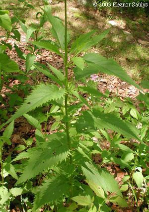 Scrophularia lanceolata Pursh