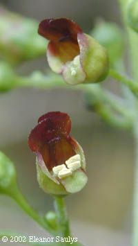 Scrophularia marilandica L.