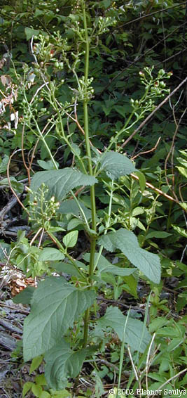 Scrophularia marilandica L.