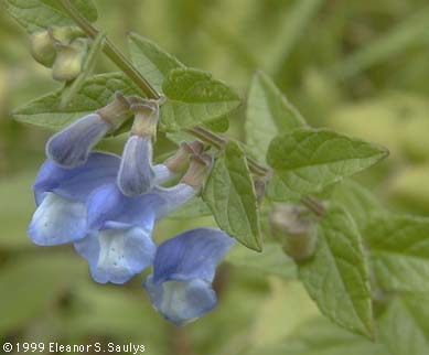 Scutellaria galericulata L.