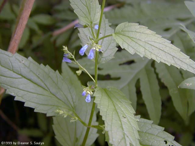 Scutellaria lateriflora L.