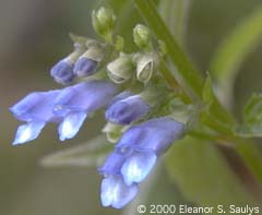 Scutellaria lateriflora L.