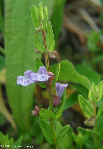 Scutellaria parvula Michx.