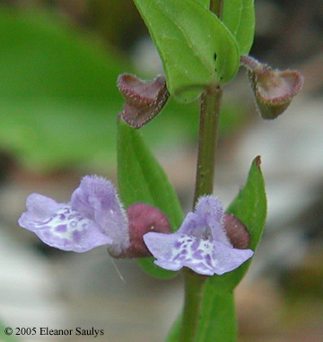 Scutellaria parvula Michx.
