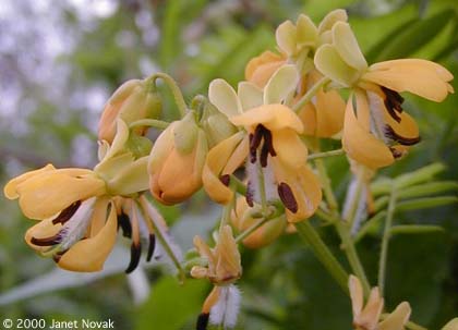Senna hebecarpa (Fern.) Irwin & Barneby
