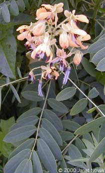 Senna hebecarpa (Fern.) Irwin & Barneby
