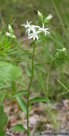 Sericocarpus asteroides (L.) B.S.P.