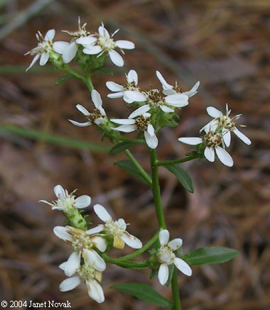 Sericocarpus asteroides (L.) B.S.P.