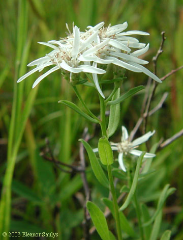 Sericocarpus linifolius (L.) B.S.P.