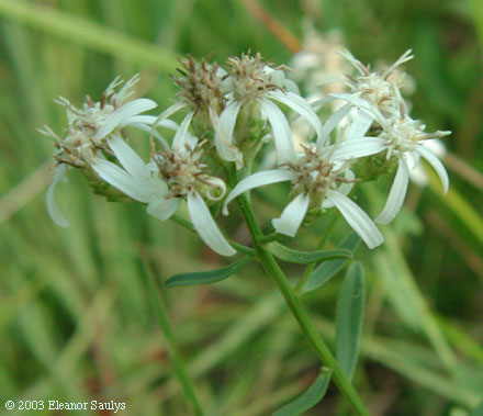 Sericocarpus linifolius (L.) B.S.P.
