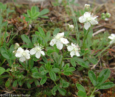 Sibbaldiopsis tridentata (Ait.) Rydb.
