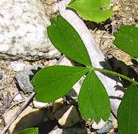 Sibbaldiopsis tridentata (Ait.) Rydb.
