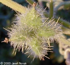 Sicyos angulatus L.