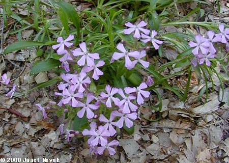 Silene caroliniana Walt. ssp. pensylvanica (Michx.) Clausen