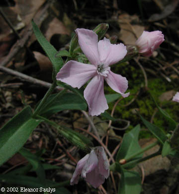 Silene caroliniana Walt. ssp. pensylvanica (Michx.) Clausen