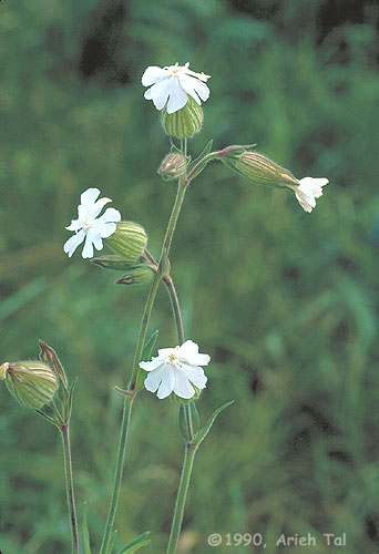 Silene latifolia Poir.