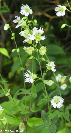 Silene stellata (L.) Ait. f.
