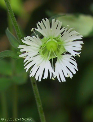 Silene stellata (L.) Ait. f.