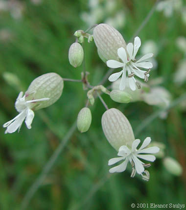 Silene vulgaris (Moench) Garcke