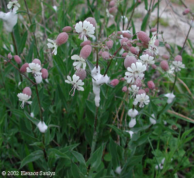 Silene vulgaris (Moench) Garcke