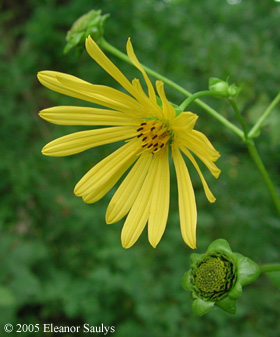 Silphium perfoliatum L.