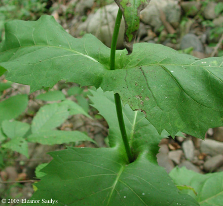 Silphium perfoliatum L.