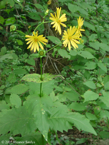 Silphium perfoliatum L.