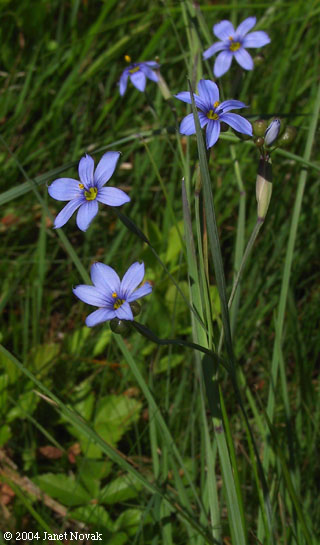 Sisyrinchium angustifolium P. Mill.