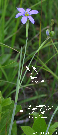 Sisyrinchium angustifolium P. Mill.
