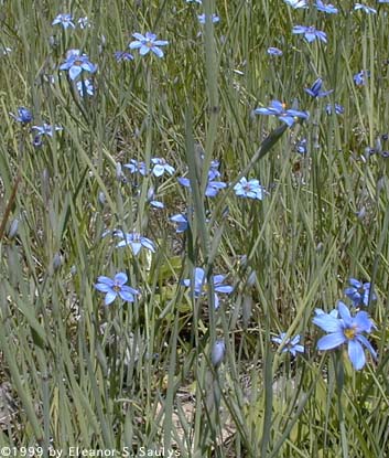 Sisyrinchium angustifolium P. Mill.