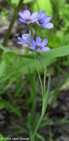 Sisyrinchium atlanticum Bickn.