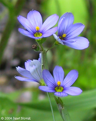 Sisyrinchium atlanticum Bickn.
