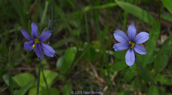 Sisyrinchium montanum Greene